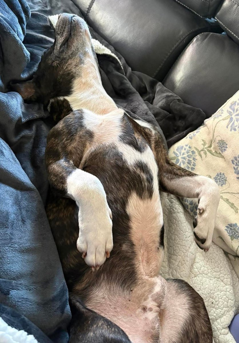 Senior Staffy Club Dog Rescue tweet media