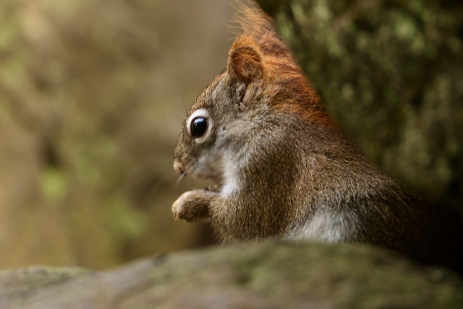 Sciuridaely 🐿 tweet media