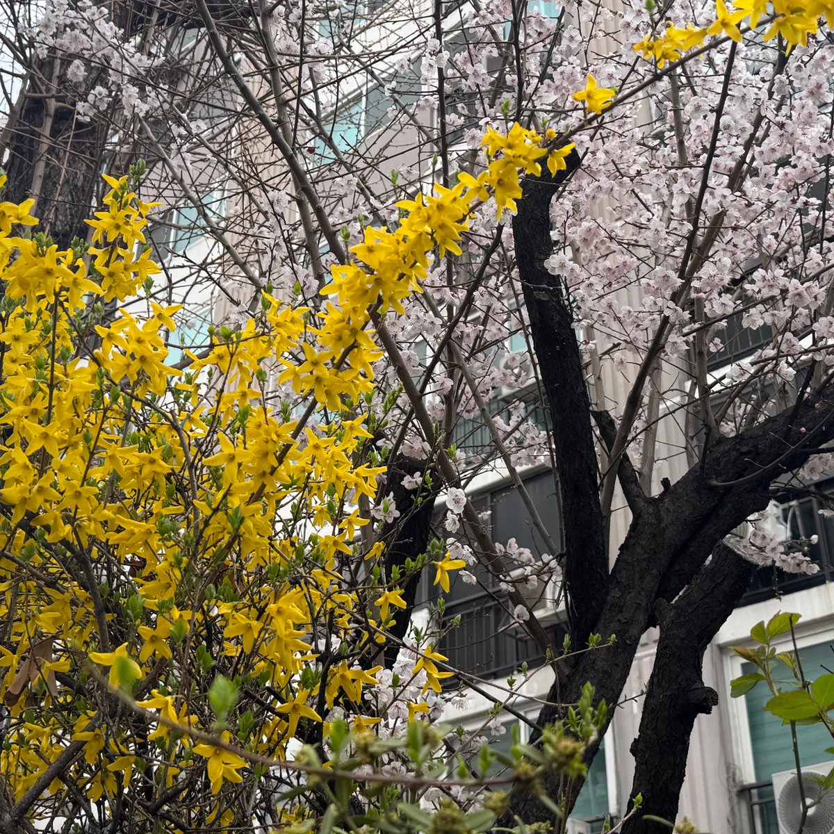 gowon media tweet media