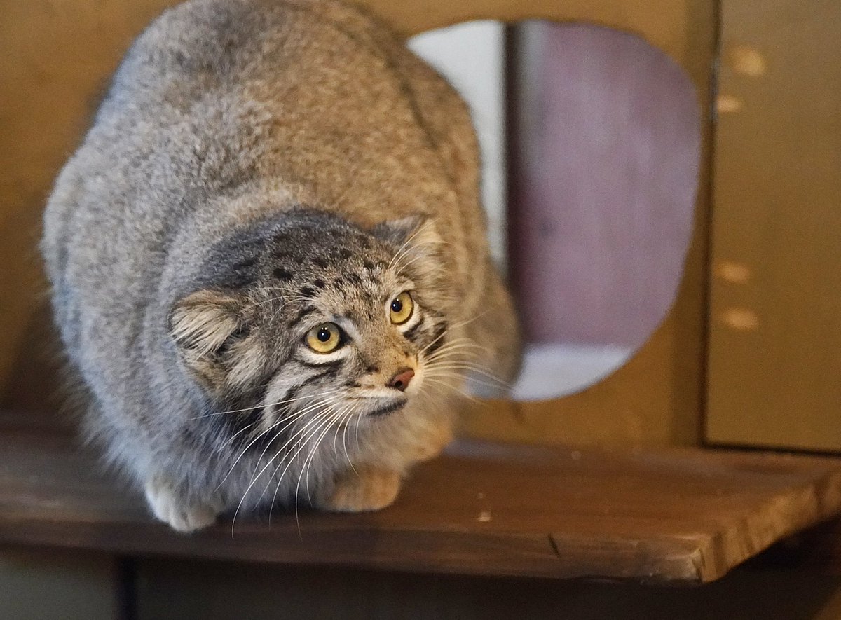 元ゲオルゲ tweet media