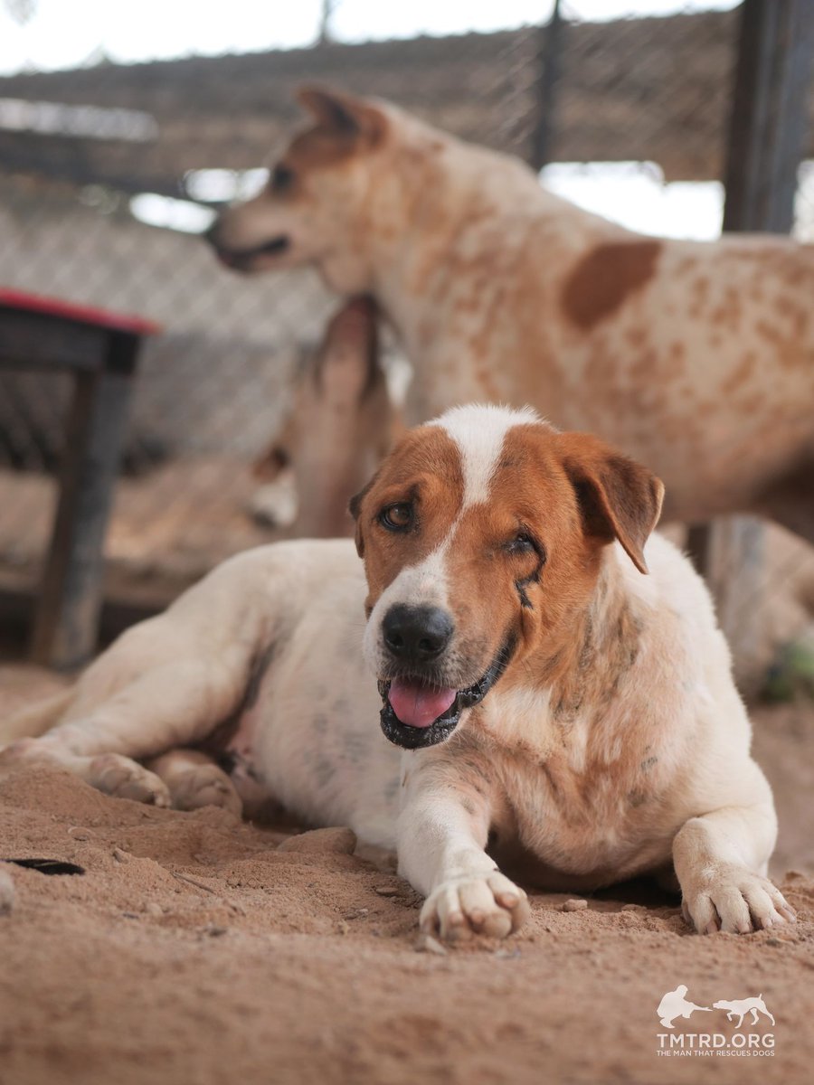 TMTRD - The Man That Rescues Dogs Foundation tweet media