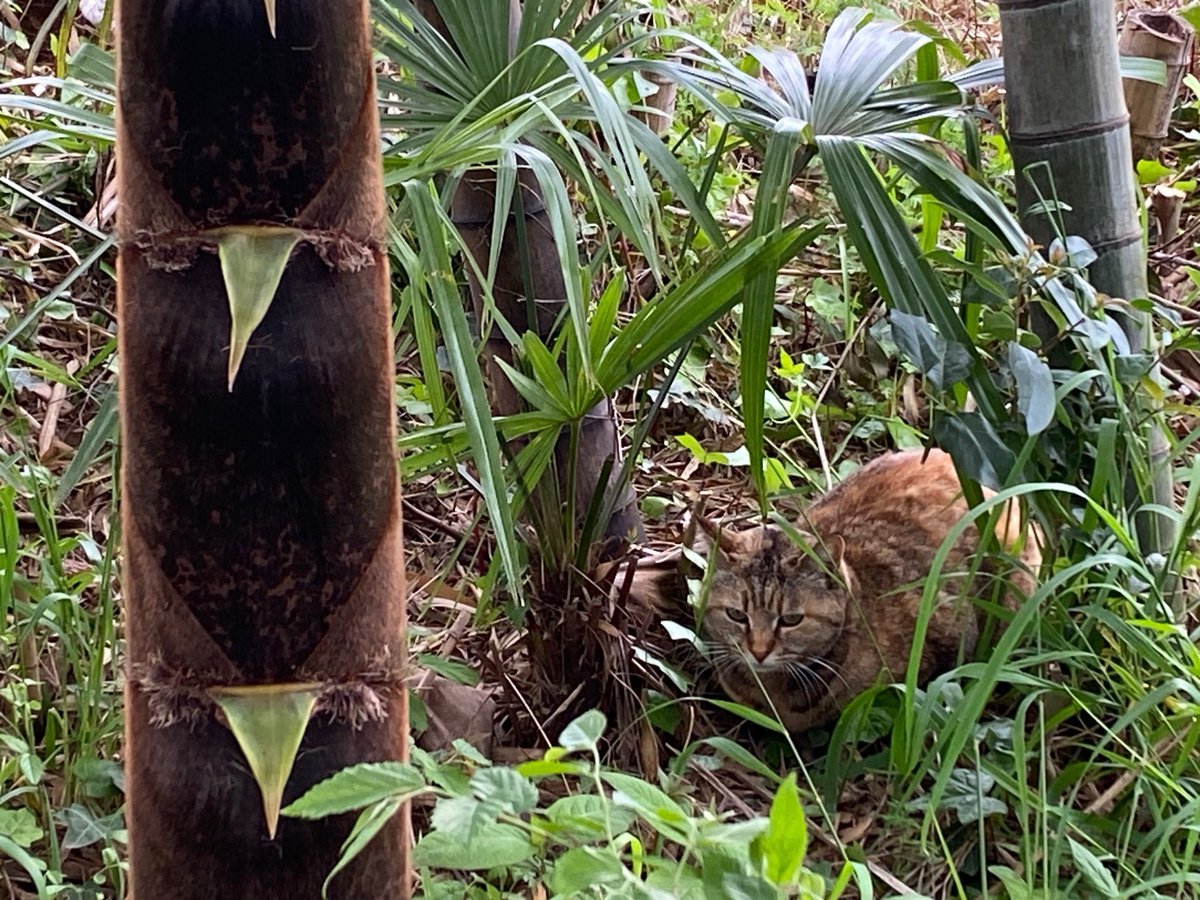 Yuko Sasaki tweet media