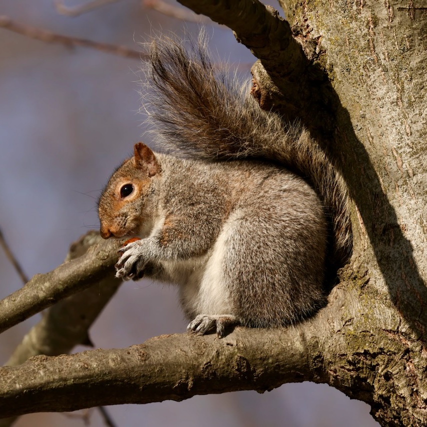 Sciuridaely 🐿 tweet media