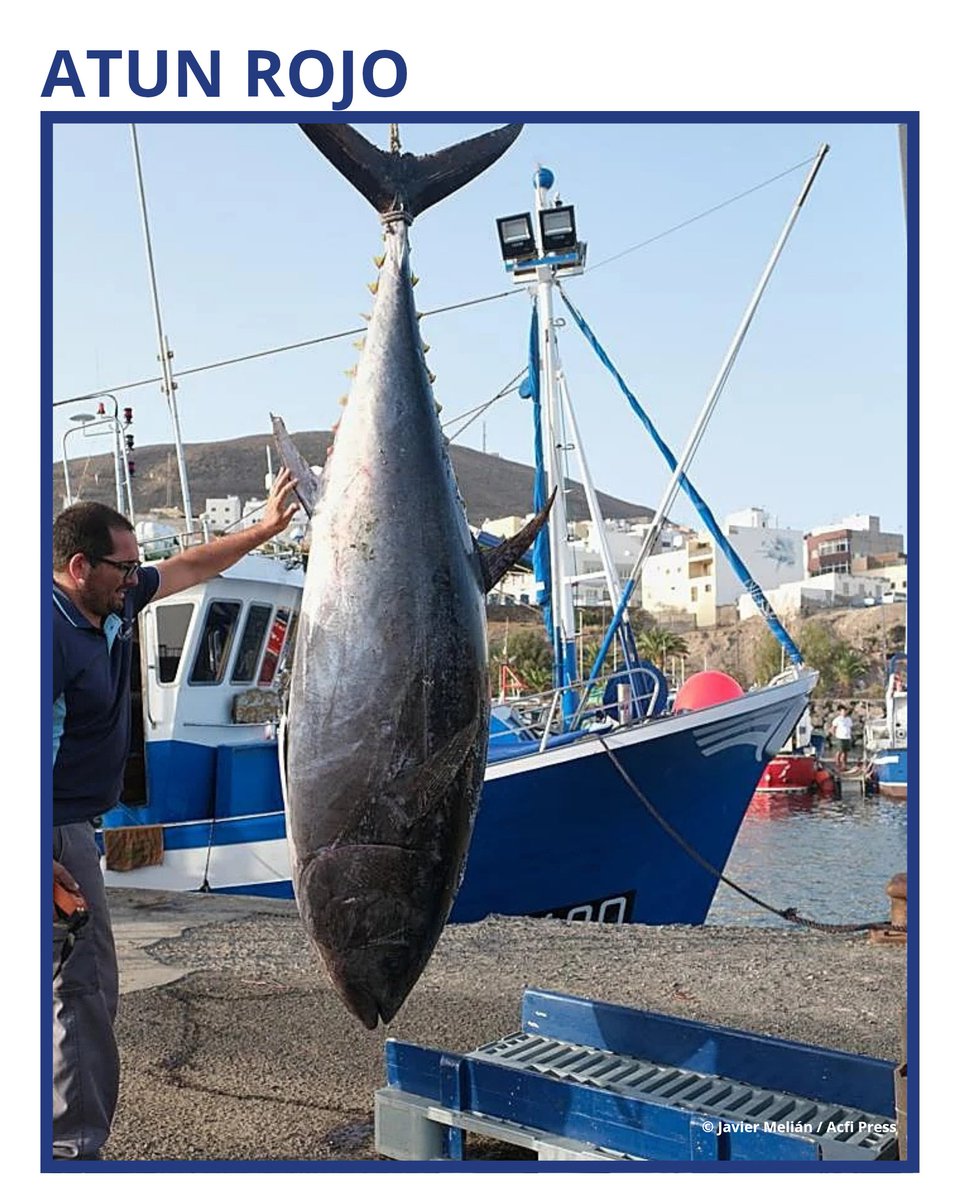 GACTenerife tweet media