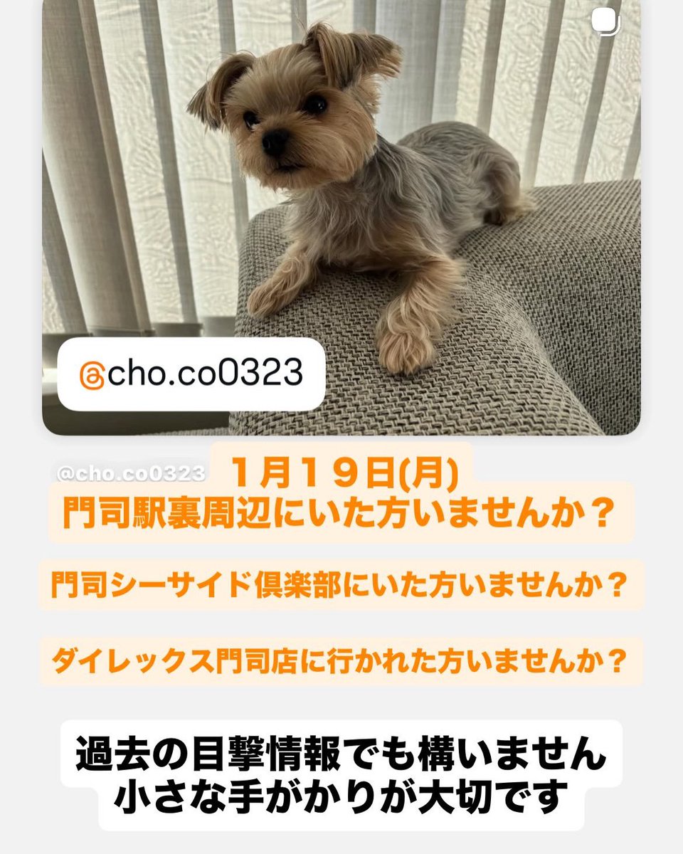 迷子犬ちょこちゃんを捜してます tweet media