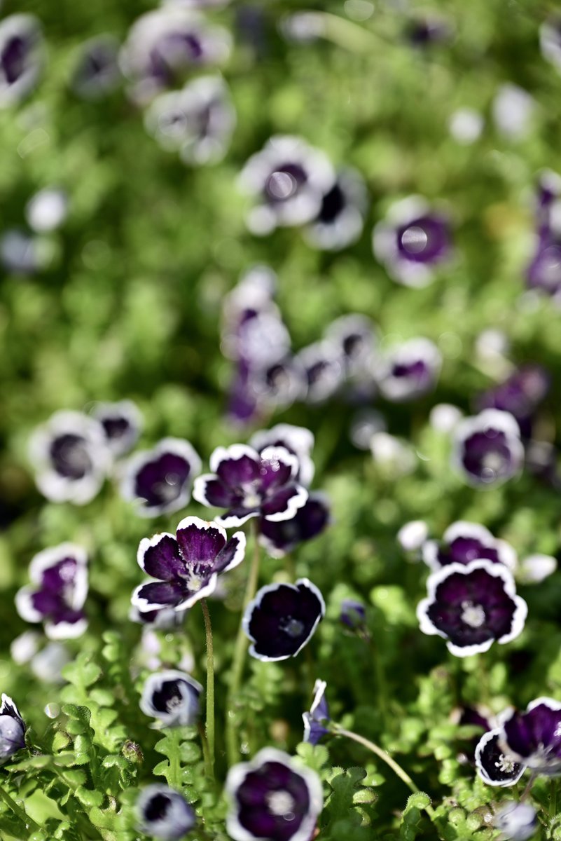 はむにゃん@写真 tweet media