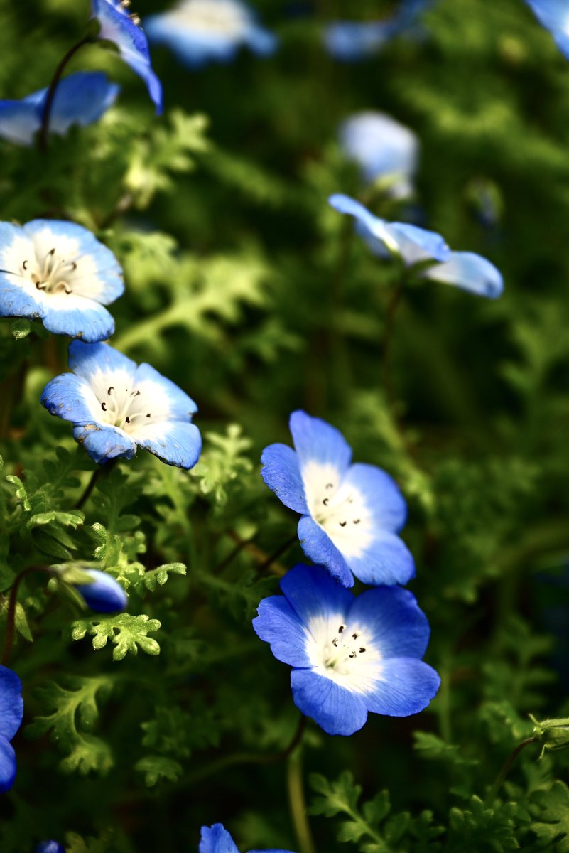 はむにゃん@写真 tweet media