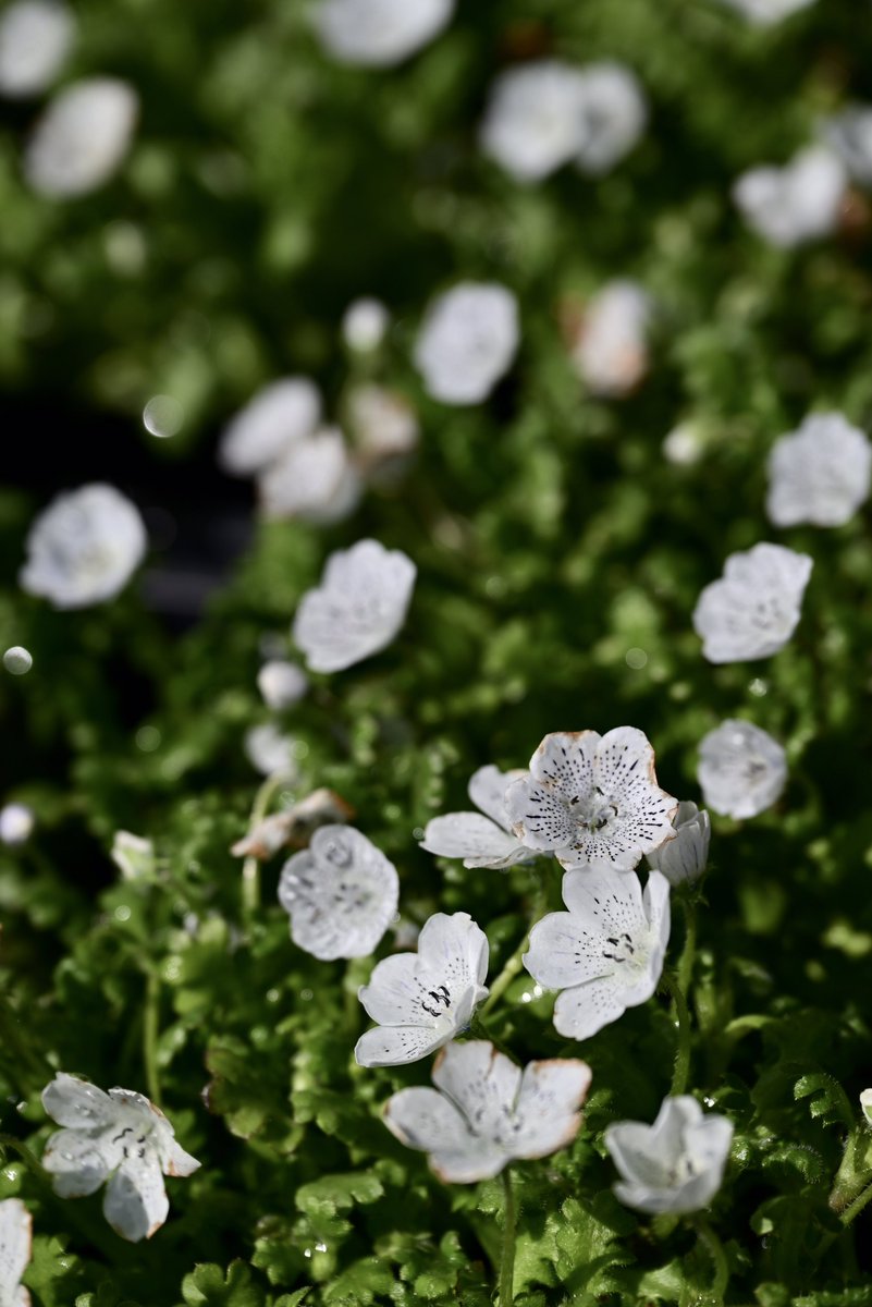 はむにゃん@写真 tweet media