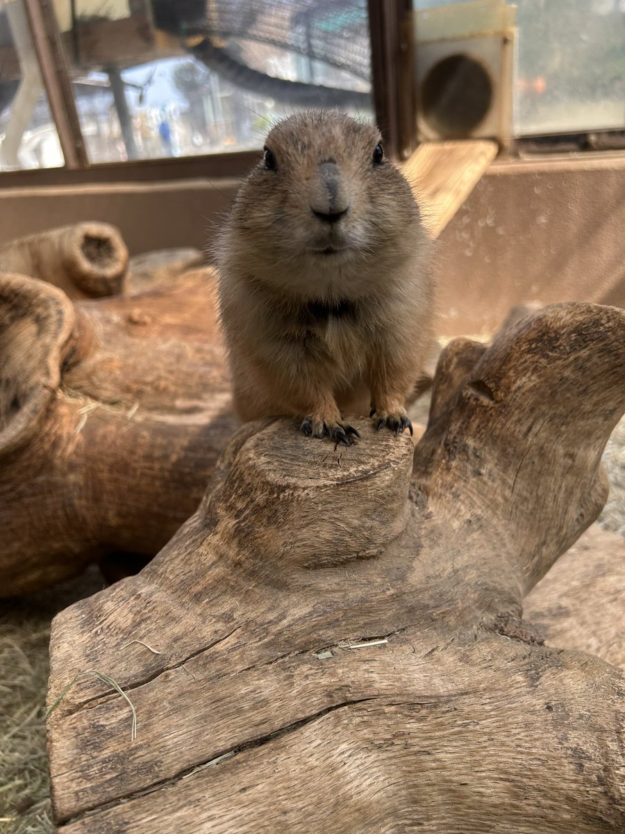 須坂市動物園【公式】 tweet media