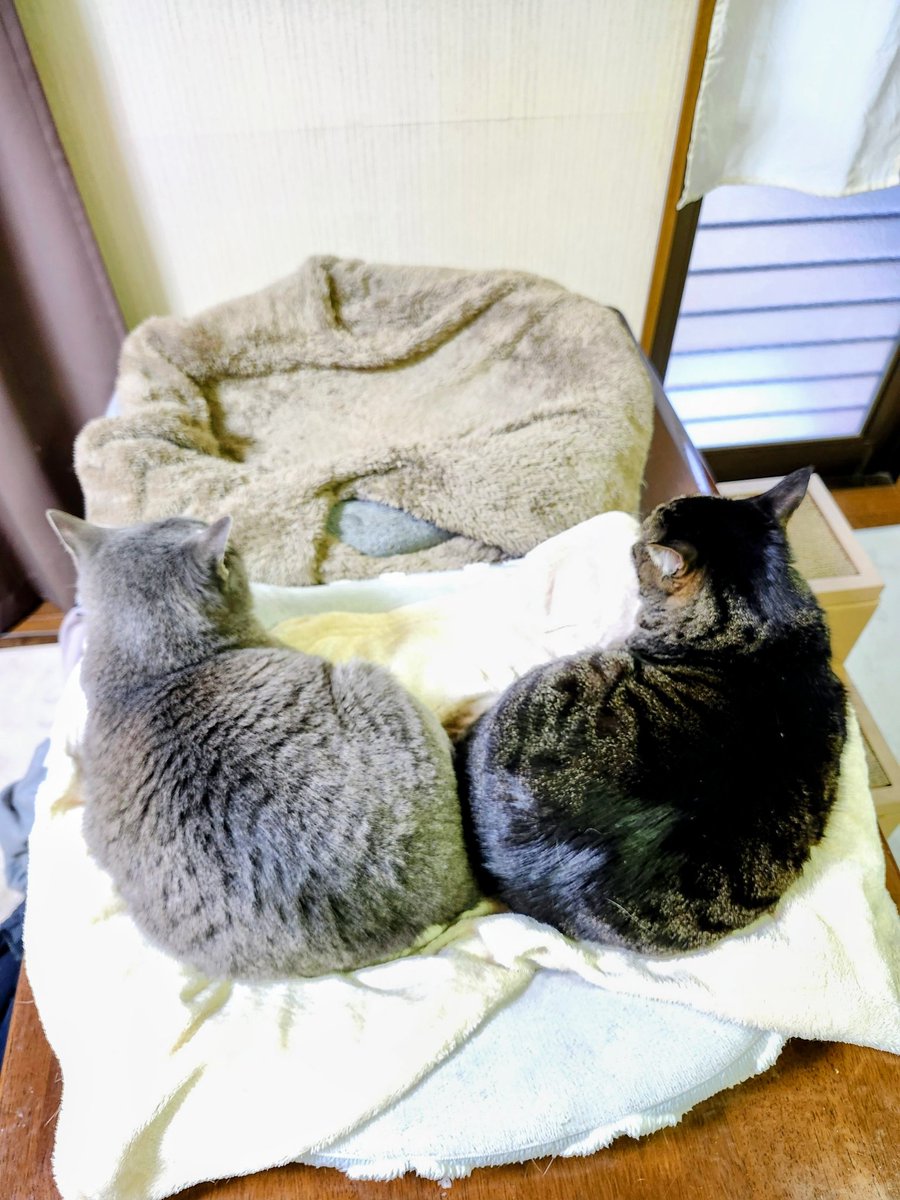 3にゃん(+にゃん) tweet media