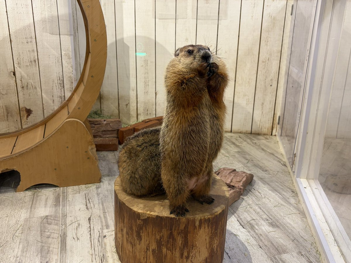 DFM Kokua tweet media