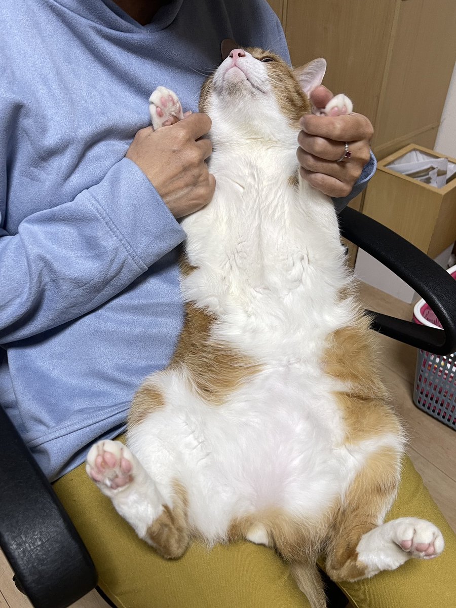 猫整体　キュベレイ tweet media