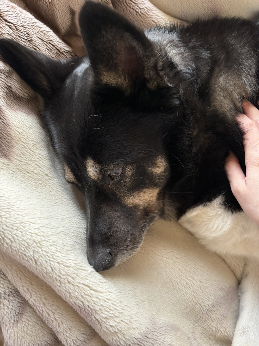 𝒀𝒐𝒓𝒊 tweet media