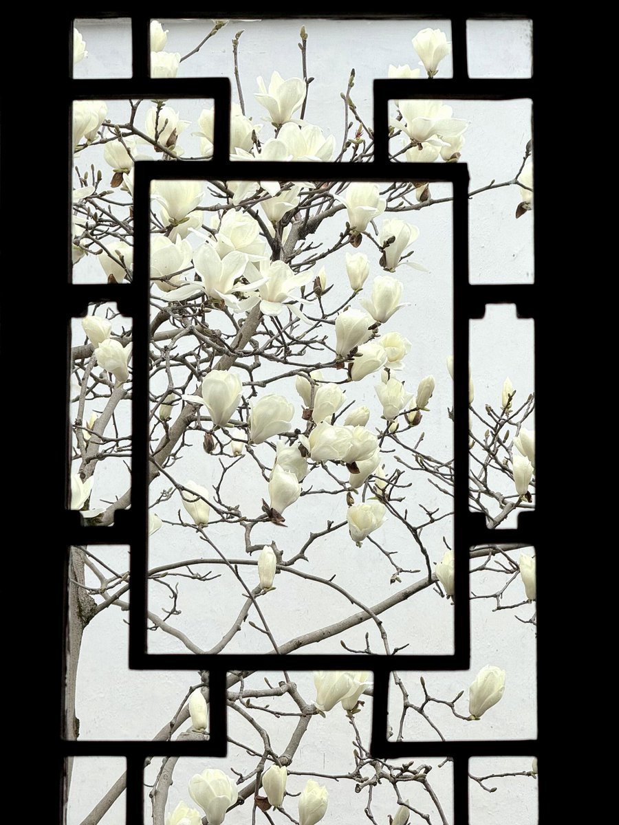 Memoryvv's tweet photo. 花格窗畔绽放的玉兰，将春日的到来绘成一幅流动的画🌸
中国古建与繁花的相融，静静抚慰着心灵。
#互关 #互fo https://t.co/YpkYng6Yje