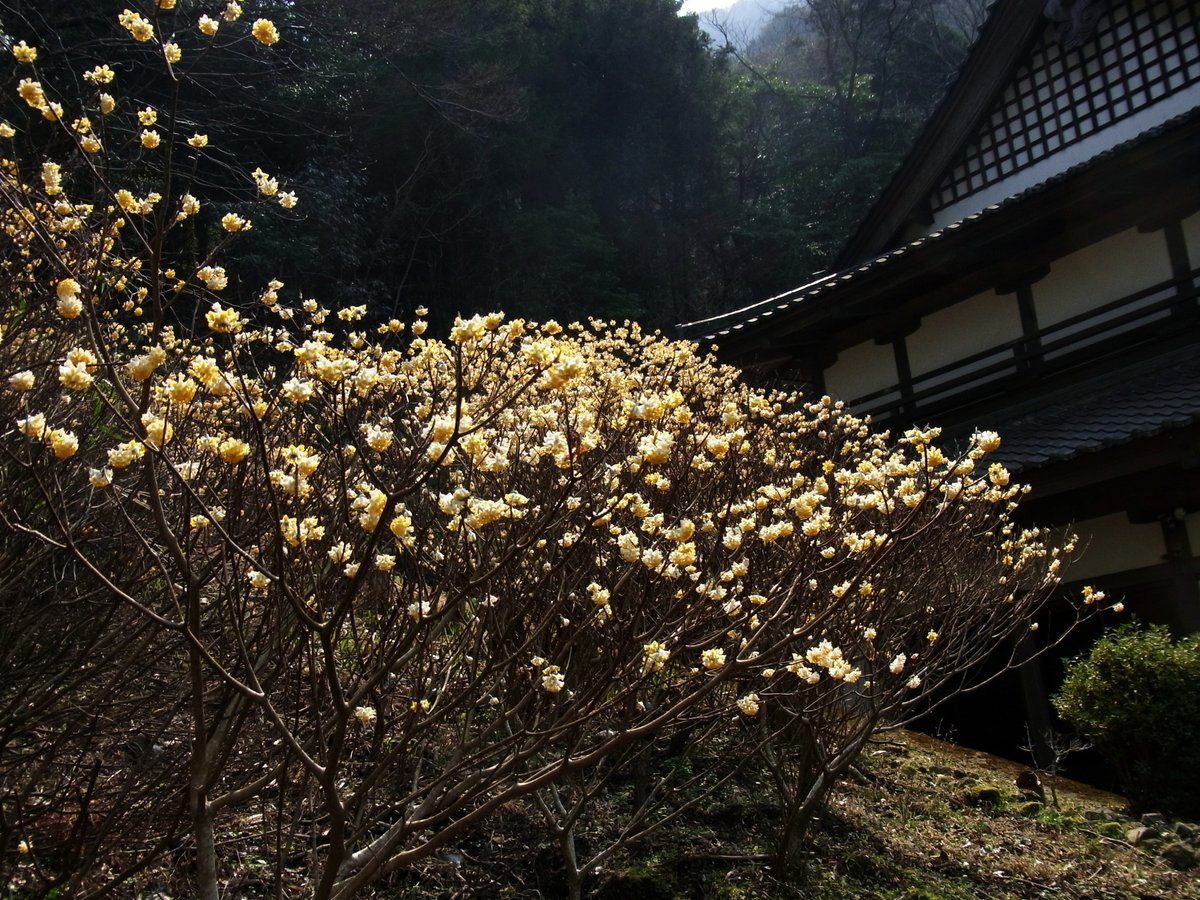 ミツマタの咲くころ
Ricoh CX2