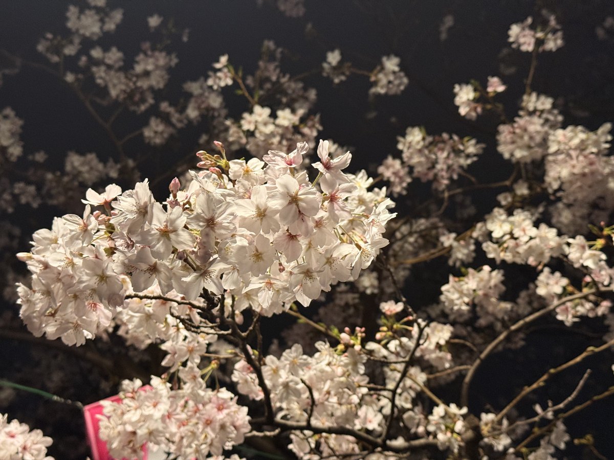 桜庭にいな🌸 tweet media