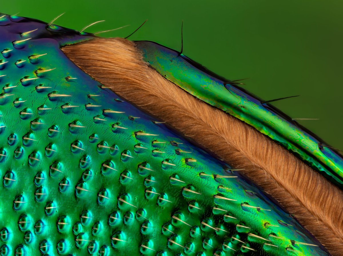 NikonSmallWorld's tweet image. Time for some #WednesdayWisdom! Did you know that male orchid bees use specialized mid-tibial tufts (brushes) and corresponding hind-tibial organs to collect, store, and disperse complex scents to attract mates? 🐝

bit.ly/41yY4DM

Credit: Dr. Bruce Douglas Taubert