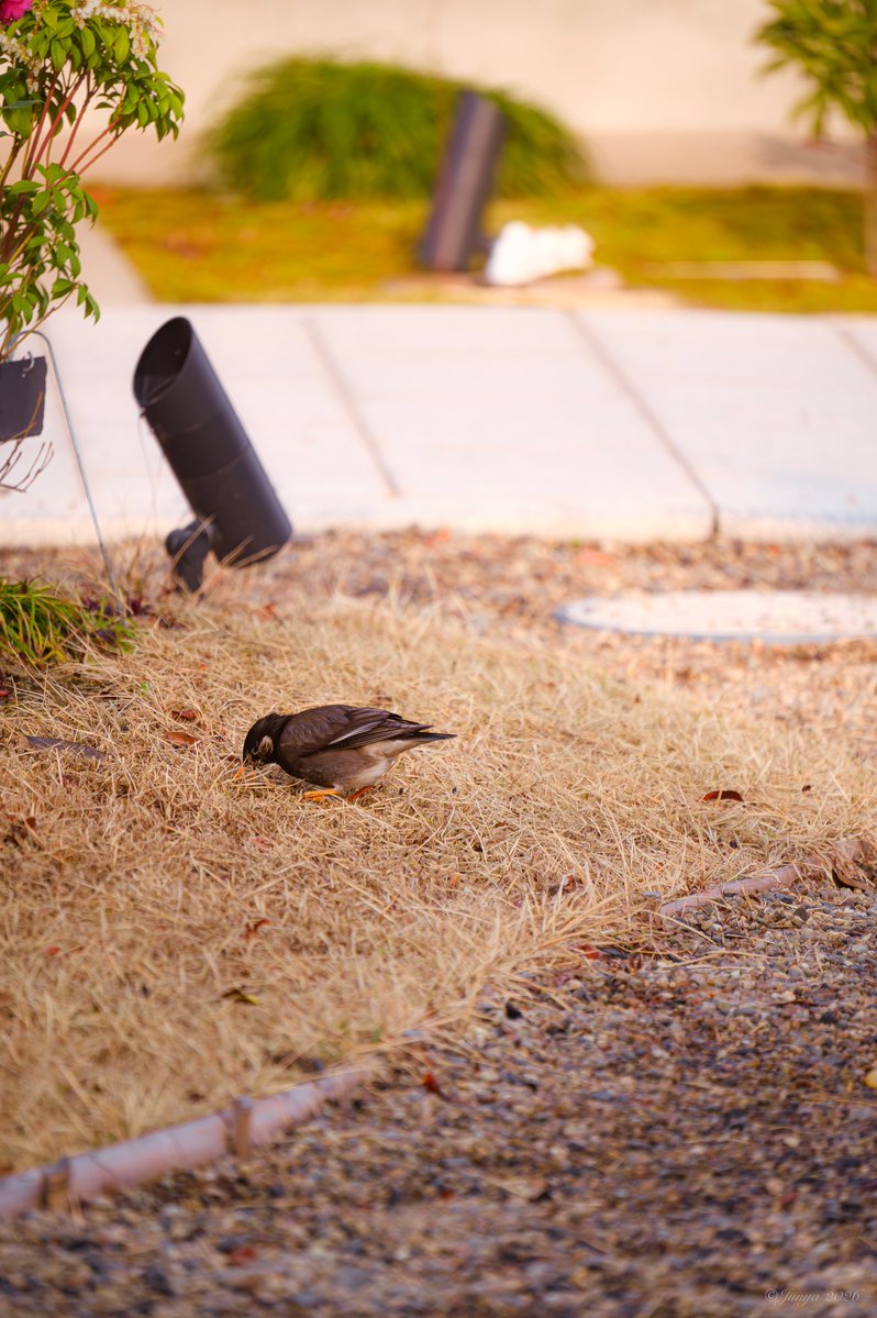 じゅんや⋆⸜︎✈︎⸝⋆ tweet media