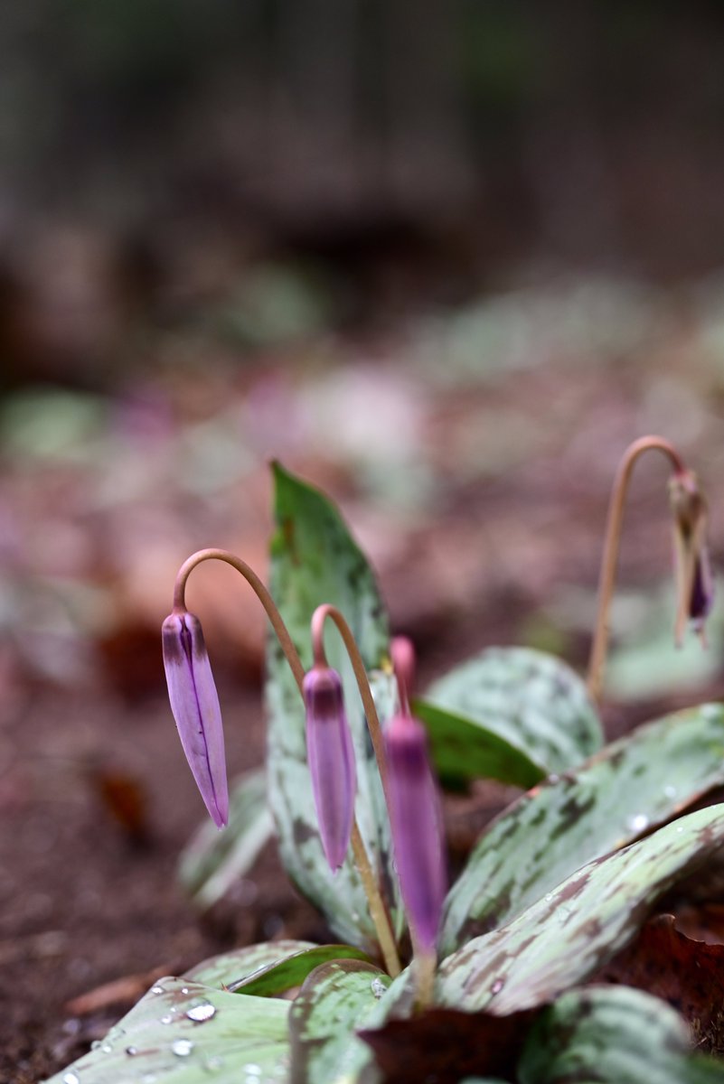 はむぴよ🐥⸒⸒ﾃｺﾃｺ tweet media