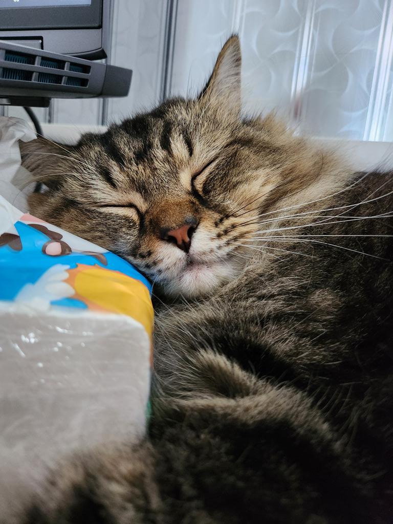 Kevin Mulia tweet media