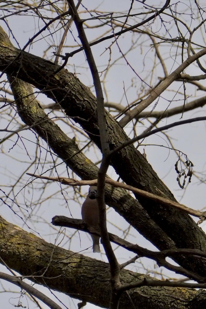 LolloRosso&Frissee tweet media