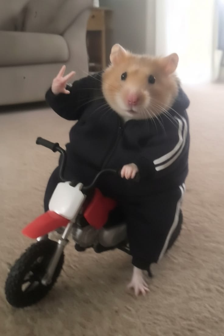 Father ( 𝐇𝐀𝐌𝐌𝐀𝐃 ) ⭐ tweet media