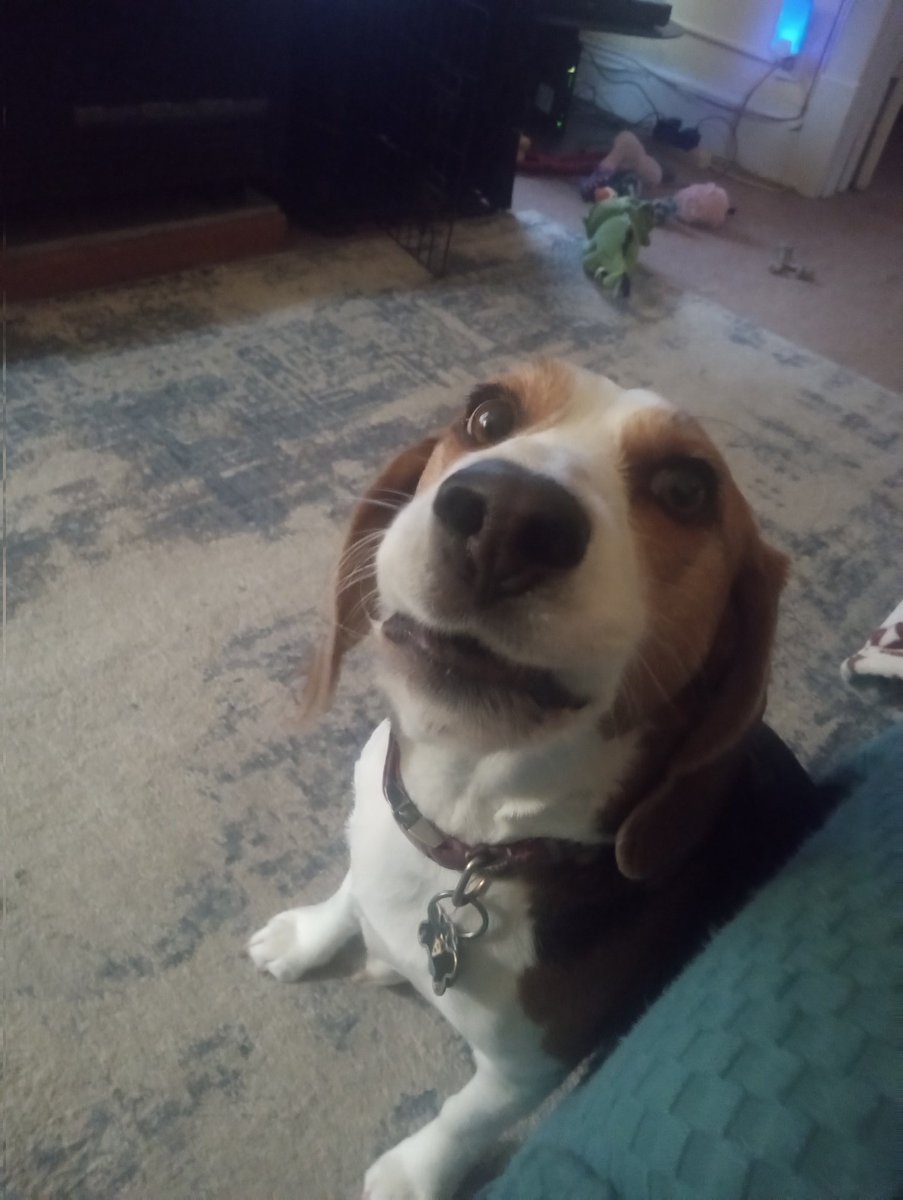 The Weekly Beagle tweet media