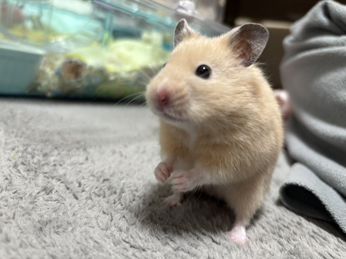 きみちゃん tweet media