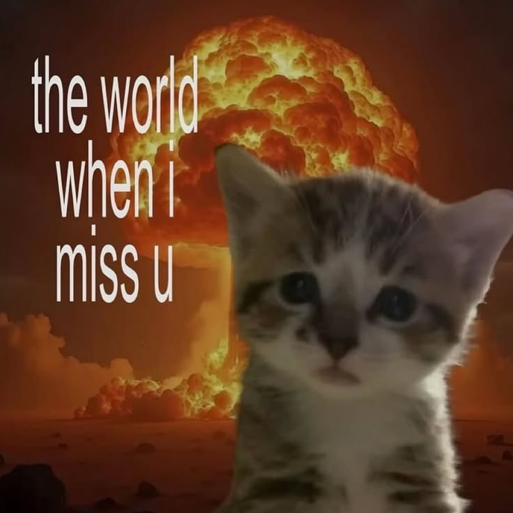 Cat Posted (@catposted) on Twitter photo 