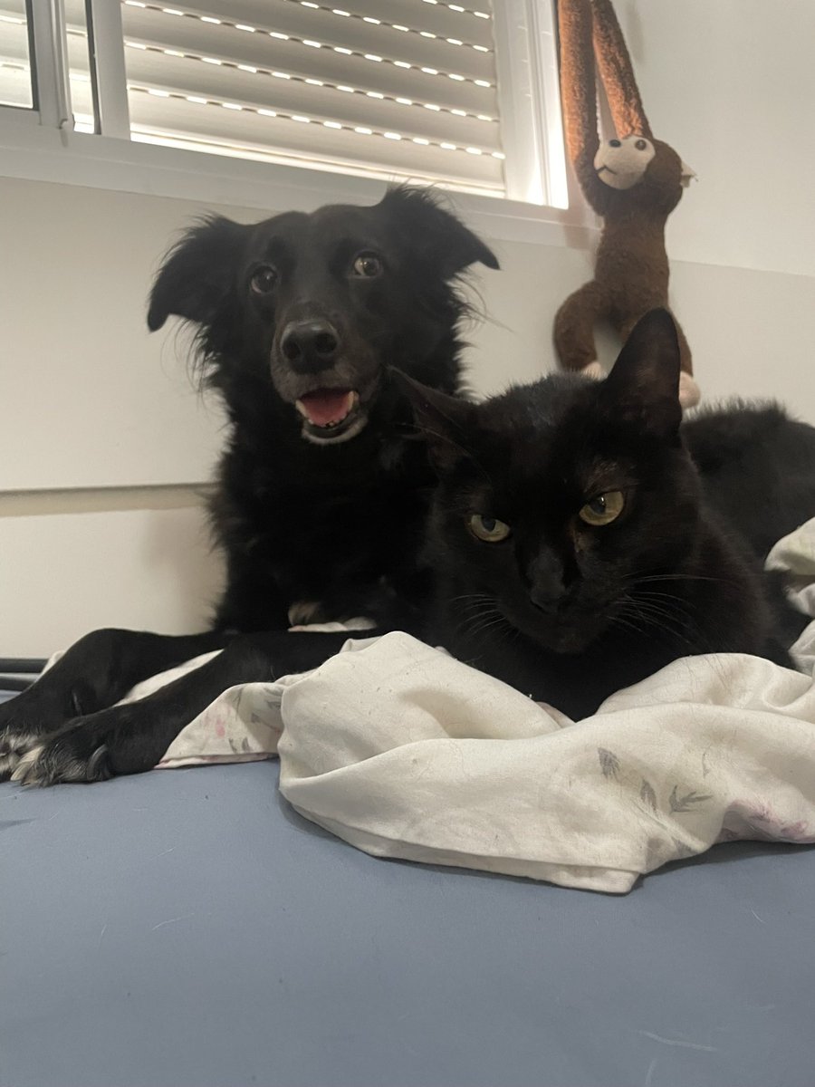 arthur simoes tweet media