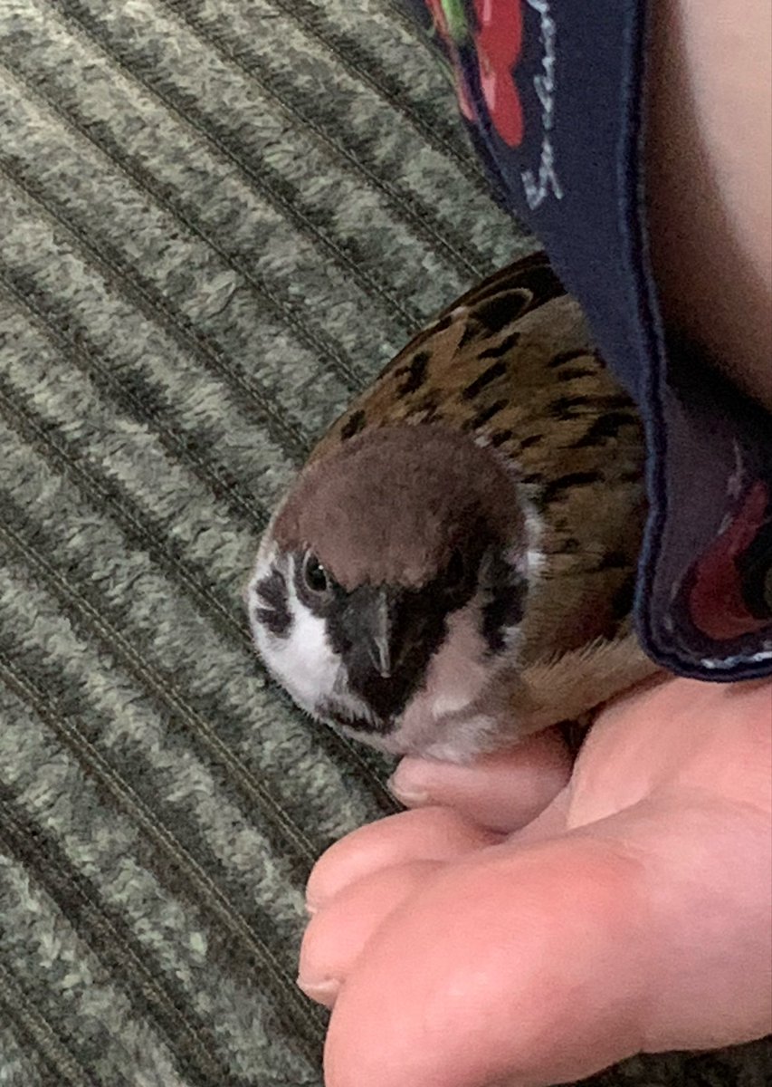 あゆき（チッチョイ） tweet media