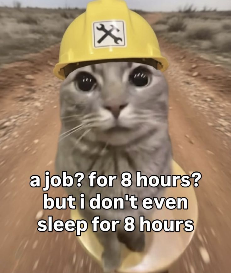 Cat Posted tweet media