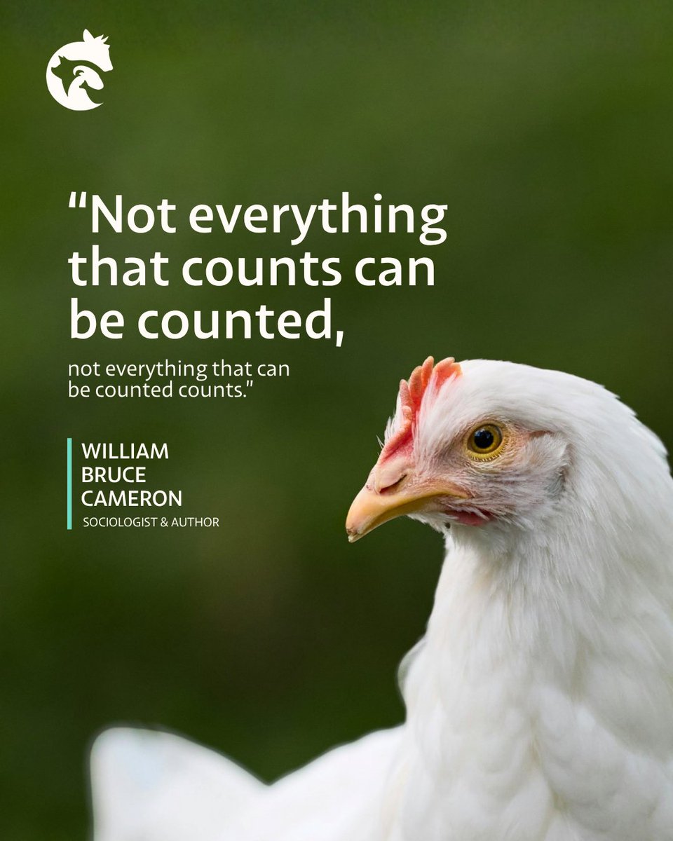 India Animal Fund tweet media