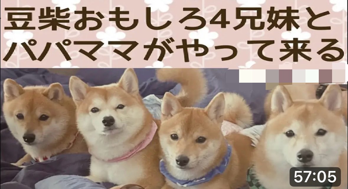 apple_sugar_c tweet media
