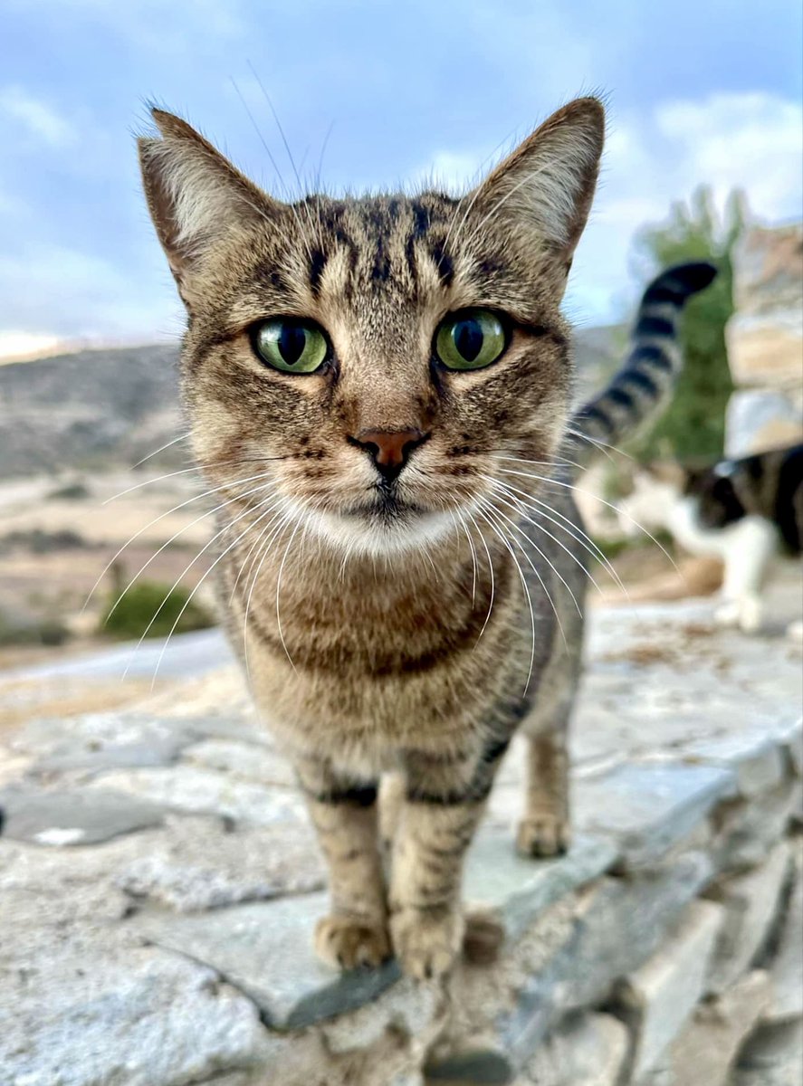 CatsofIraklia's tweet image. Meet Miracle, an eight-year-old spayed female with striking green eyes who lives in the hilltop village cat colony on this tiny Greek island where we care for the Aegean #Cats 
You can help the #cats by donating now to fund vital healthcare and food. Purr!
gofundme.com/f/cats-of-irak…
