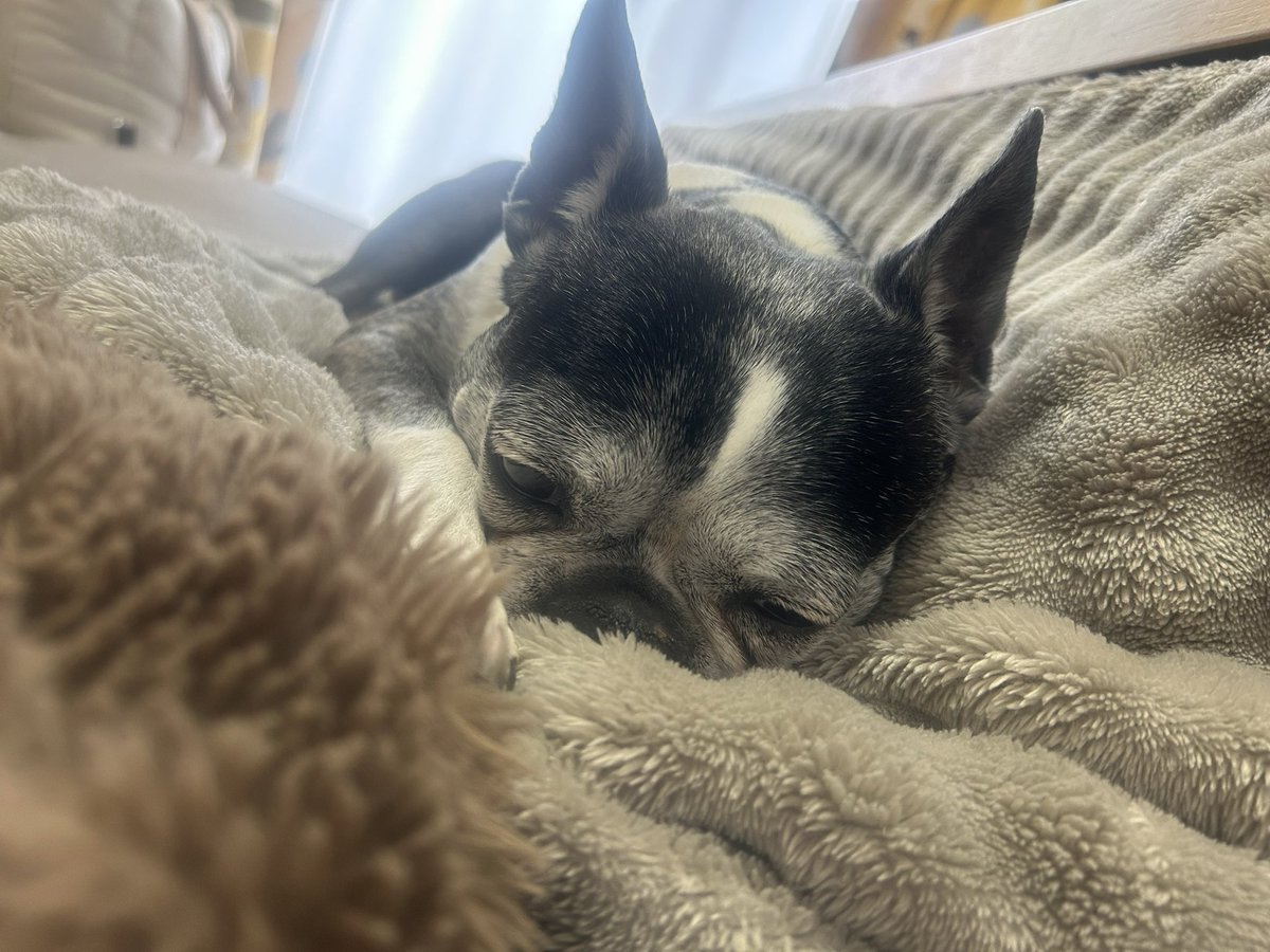 IVY🐶アイビー🍓🍠 tweet media