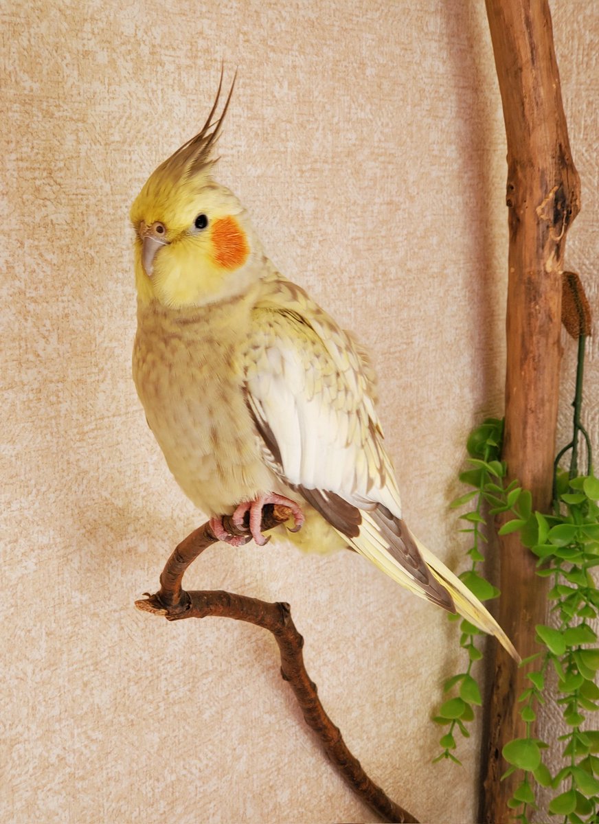 ちっちょぽ🐭🌏 tweet media