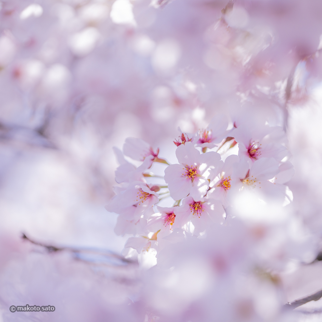 makotosatojp's tweet image. はばたく
#photo #photography #ファインダー越しの私の世界 #写真好きな人と繋がりたい #桜