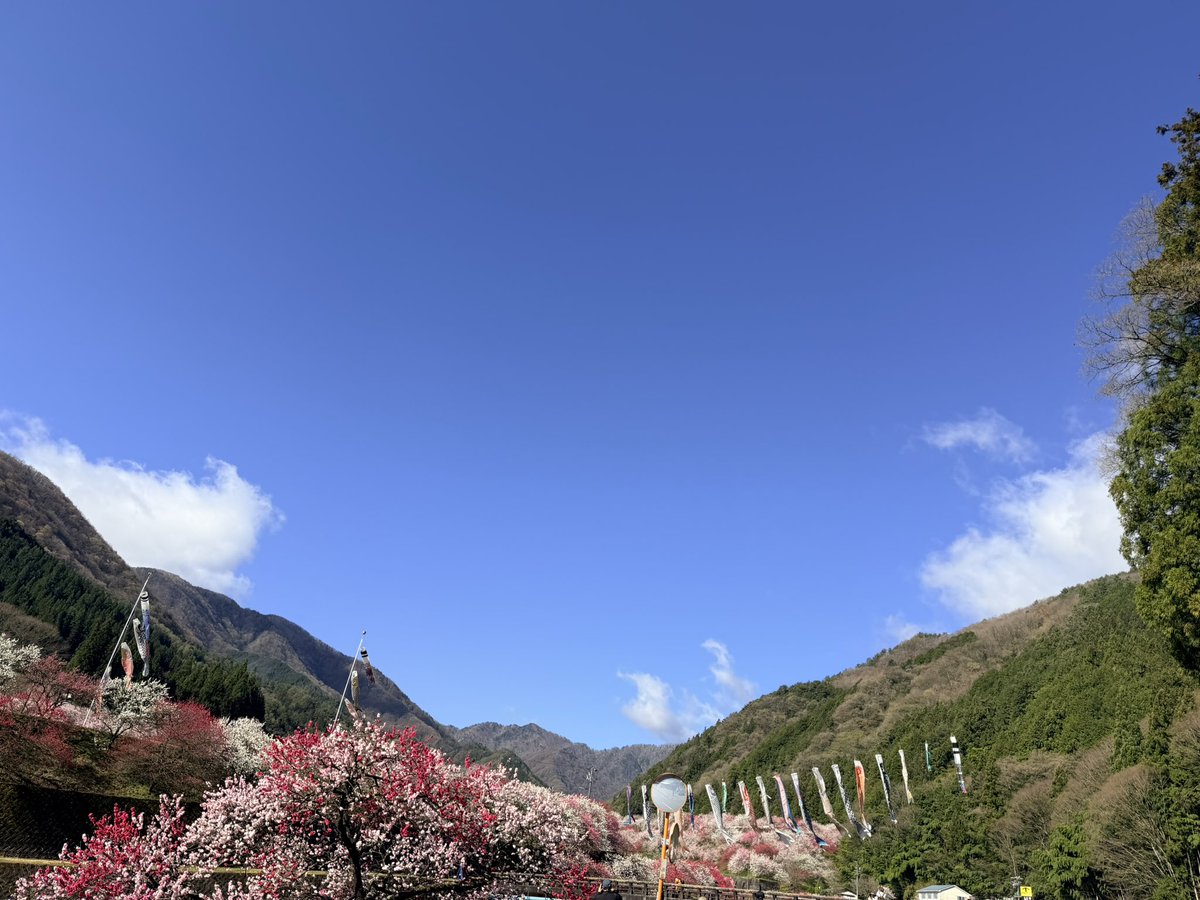 おはようございます
今日は湯ったりーな中の人はお休みということで花桃の里の様子を見に来ました
だいぶ花が開きだんだん見頃に近づいてきてますね
ぜひお越しくださいね(*･ω･)*_ _)ﾍﾟｺﾘ