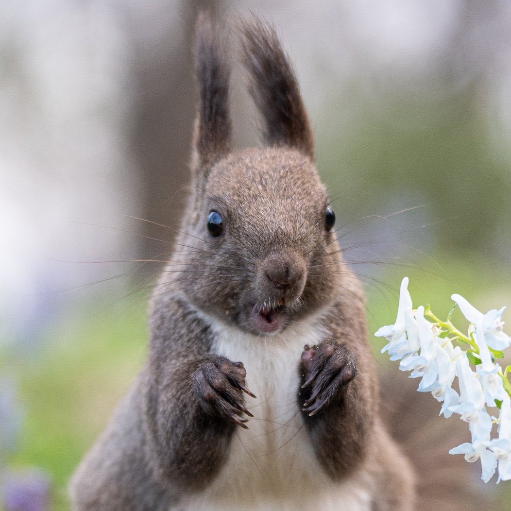 hongjoong as squirrels tweet media