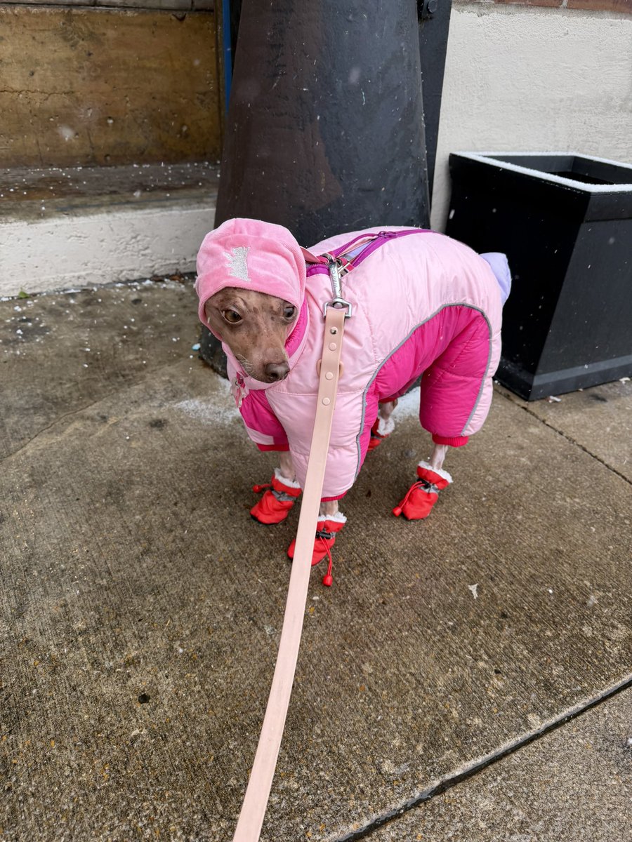 SuzuKnows's tweet photo. @cookiebabbus He’s an American Hairless Terrier named Tusk 🥹💕 https://t.co/pP1eBdBxpY
