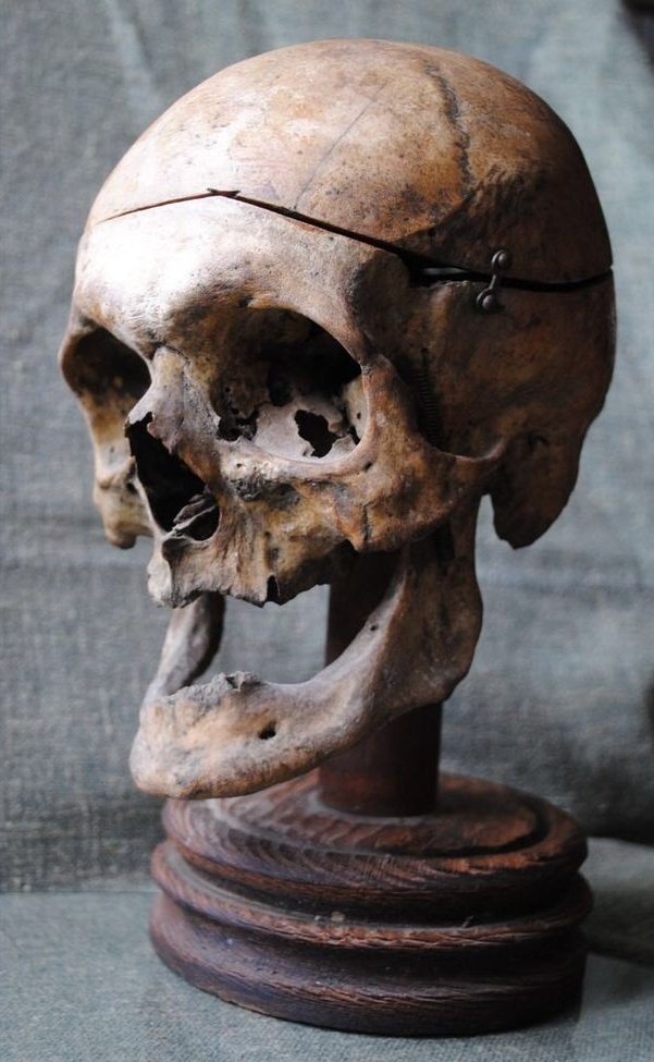 BunnieKat1962's tweet image. Grandpa is that you? He's not talking though..
#Skull