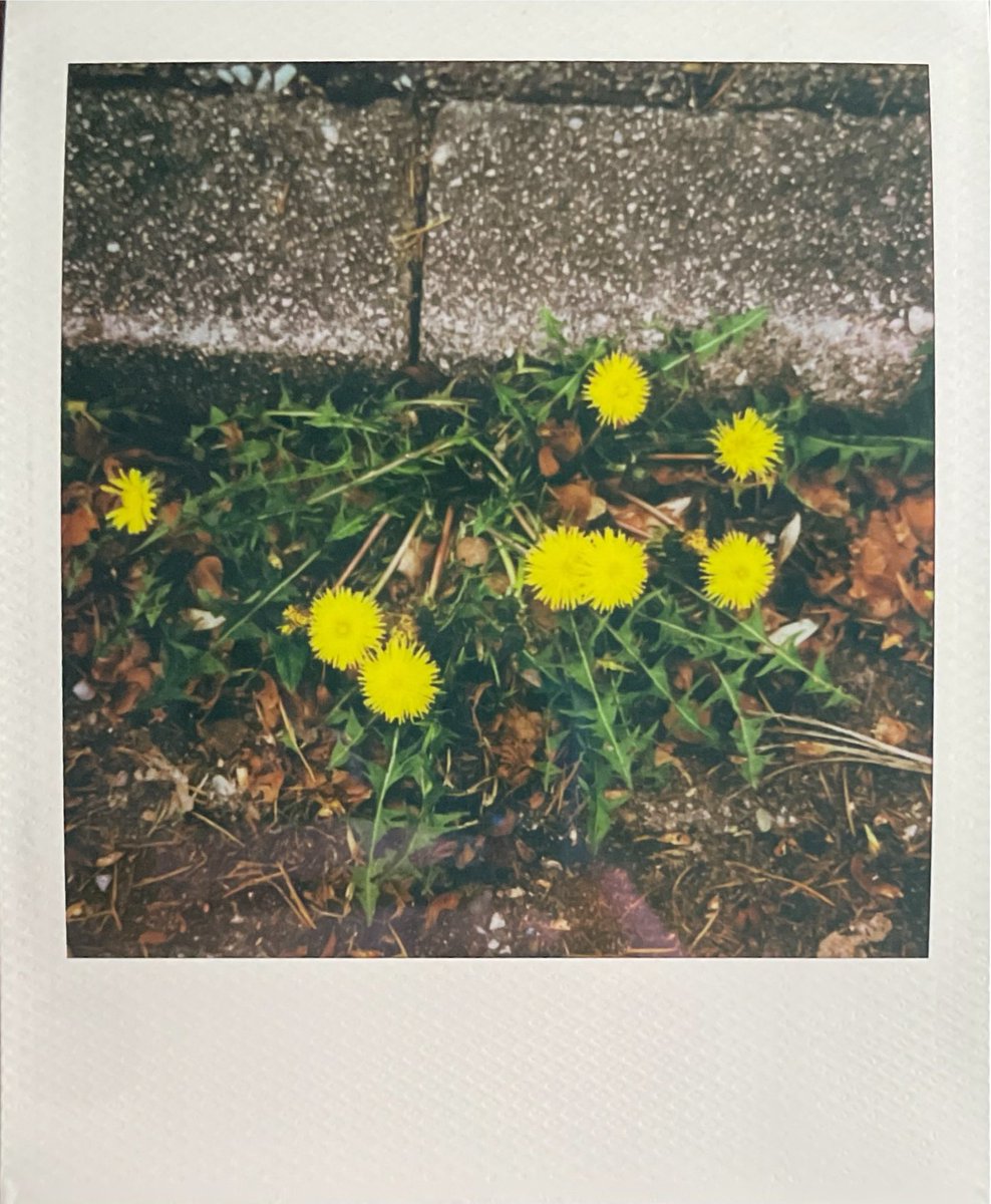 🌺Tim🌺 tweet media