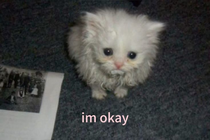 lix ꣑ৎ tweet media