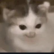 well this last days i been changing my pfp a lot now i became a cat