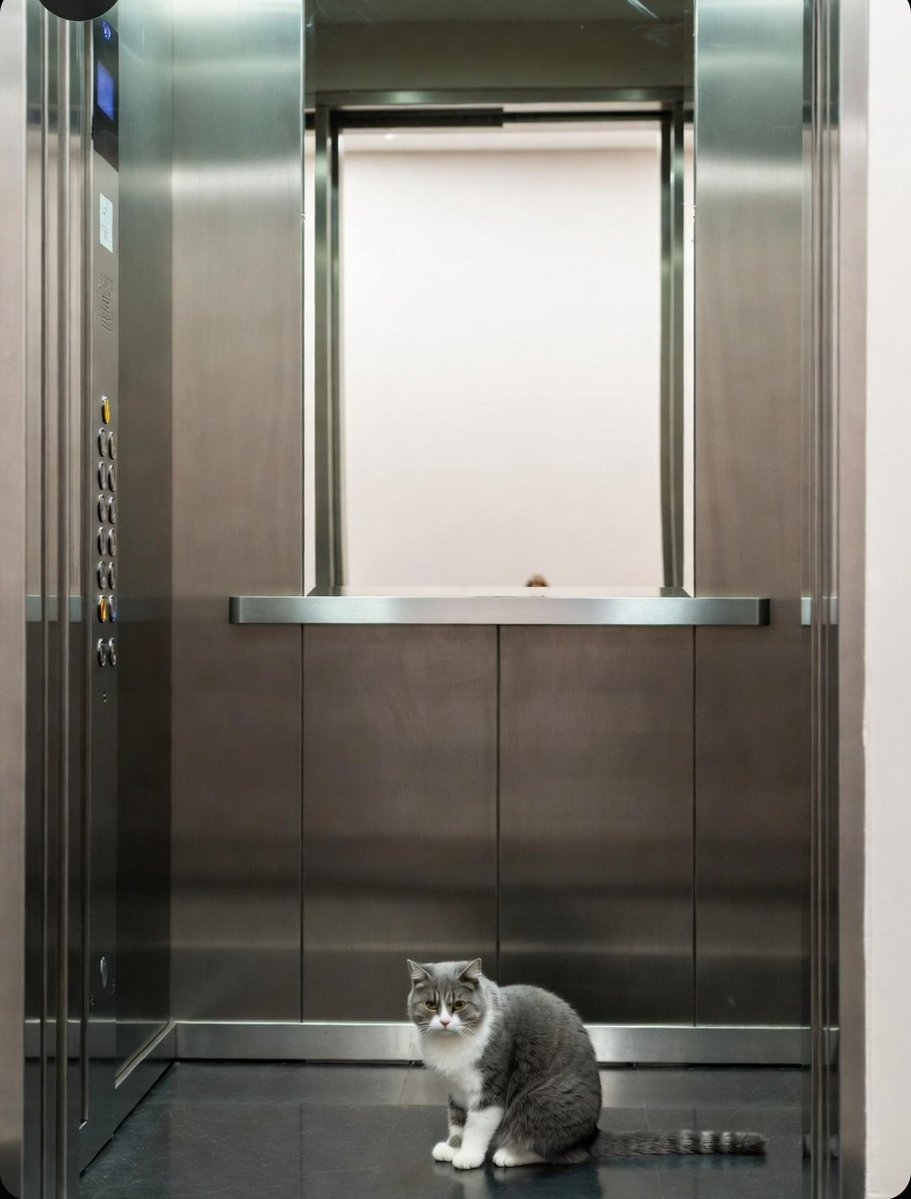 Michel A.🇨🇵✝️😺 tweet media