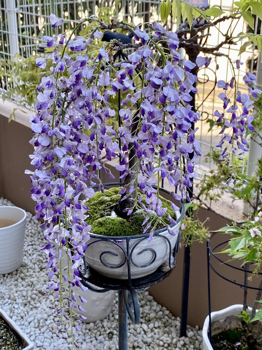2026年、ここまで藤の花が咲いた。複数の藤の花があるが、今年はこの鉢