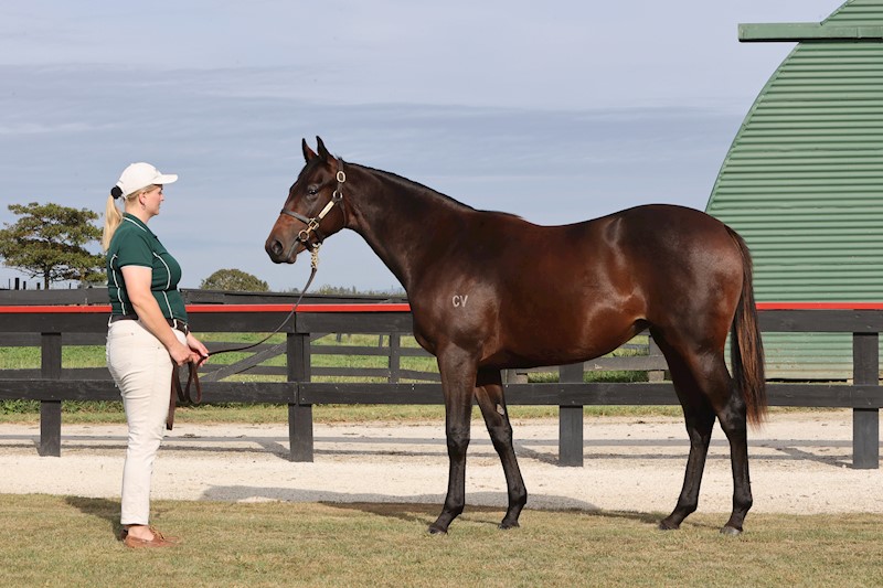 New Zealand Bloodstock tweet media