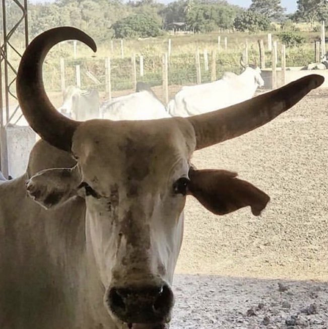 Boi com chifre de formato incomum é batizado de “Adidos” no Brasil.