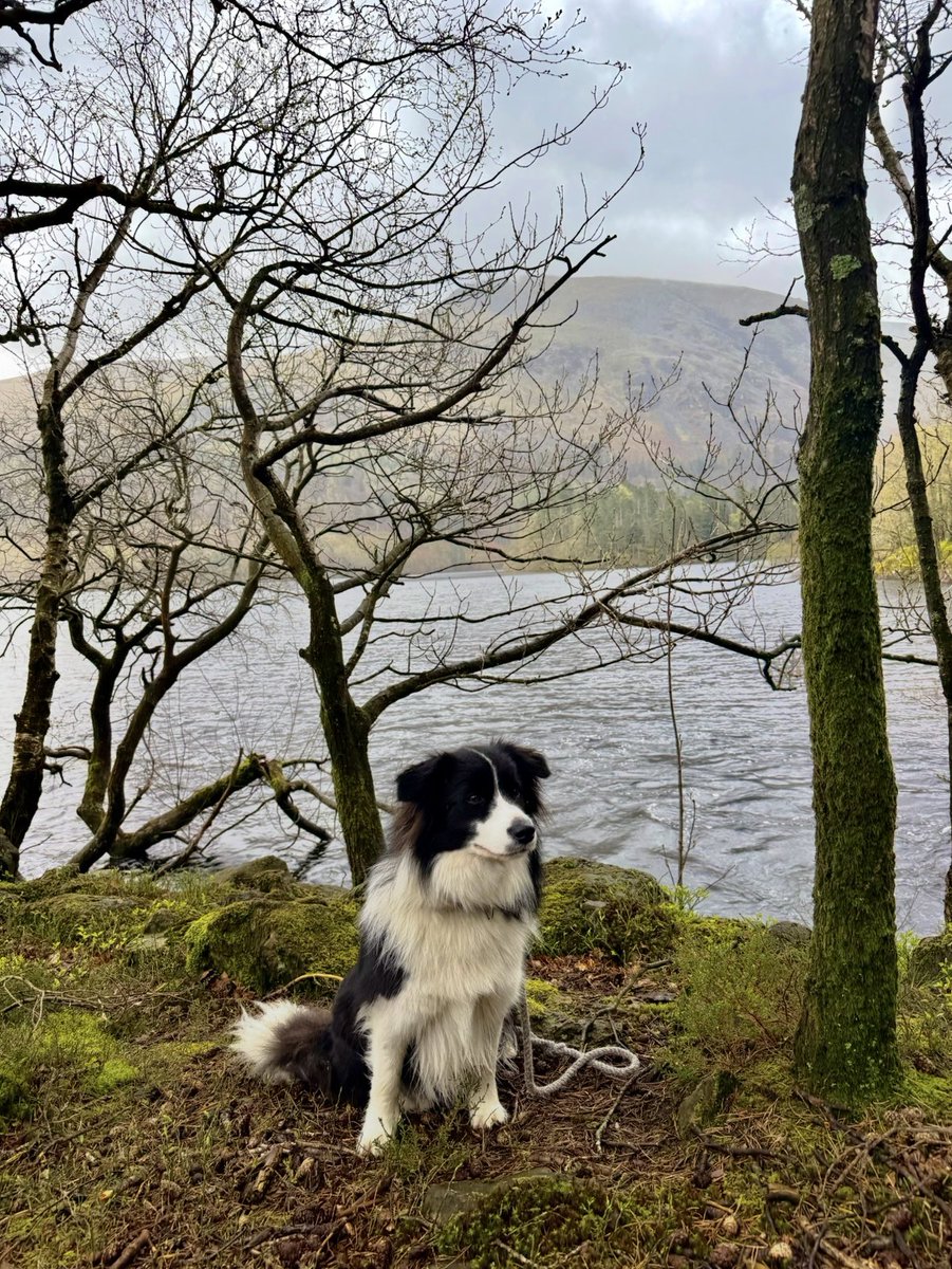 Alison O’Neill ~ Shepherdess tweet media